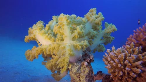 Coral Garden Soft Corals