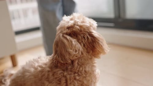 Adorable Dog Training Paws Up for a Treat
