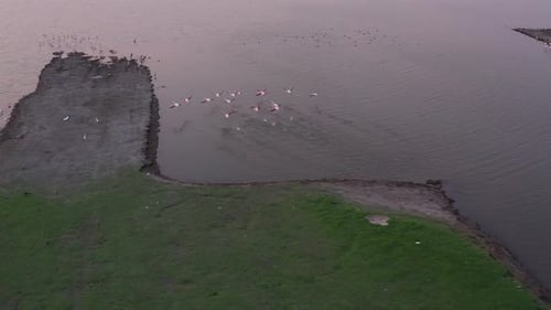 Greater Flamingos taking off from the water and landing near a flock during a golden sunset. drone