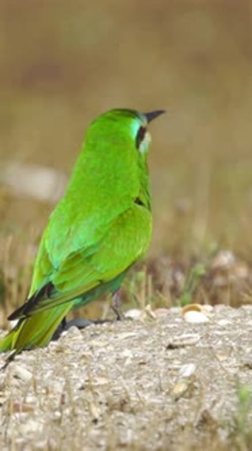 Vertical View Of Bee-eater Bird, Wildlife in Deep Forest