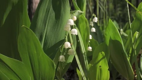 Blooming Lily of Valley in Spring Forest