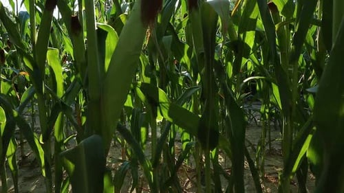 bottom up shot of green organic corn plants at sunset
