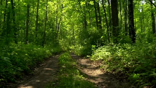 Move Along the Road in the Green Forest