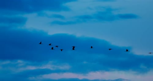 Vögel, Winterzug, Herde gewöhnlicher Kraniche oder eurasischer Kraniche, fliegen am sonnigen blauen Herbsthimmel. Gewöhnlich