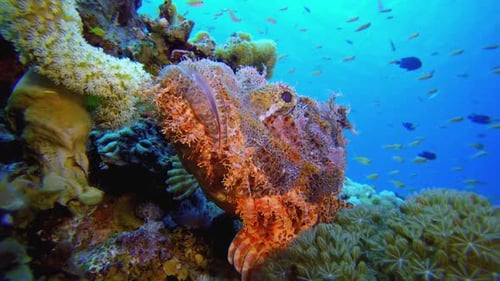 Skorpionfische aus nächster Nähe