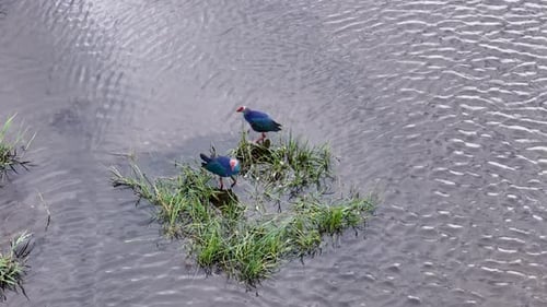 Grey-headed swamphen