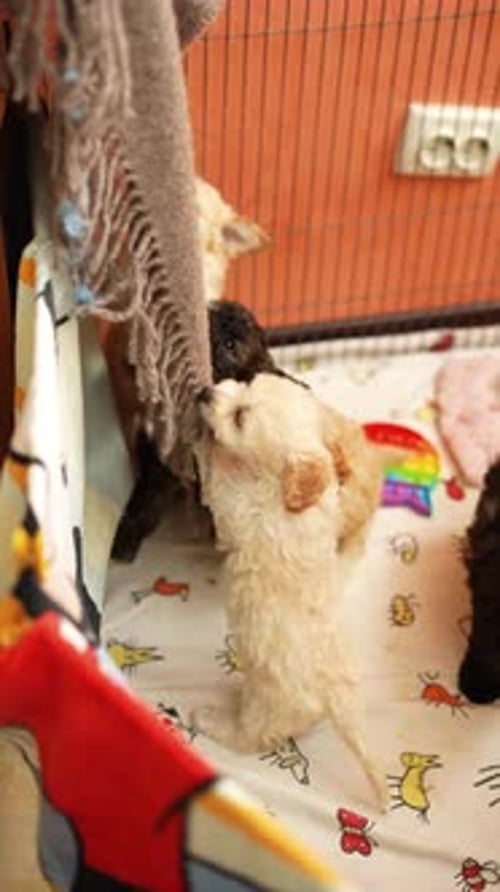 Toy poodle puppies sit behind a cage and look at the camera