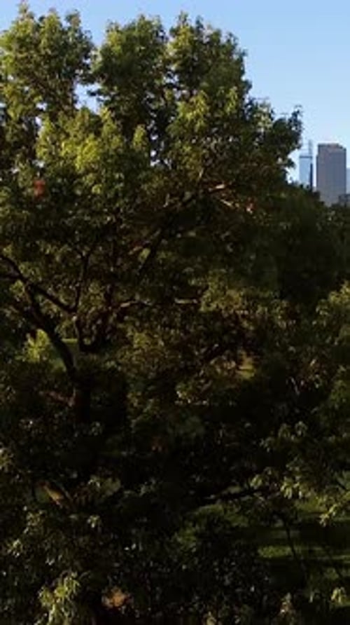 A Beautiful Lush Green Tree Thriving in a Serene Urban Park Setting Surrounded By Nature