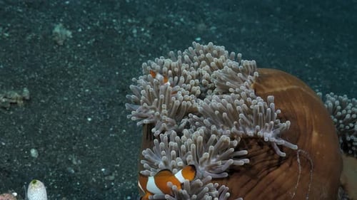Natural wide view showing the symbiotic relationship between a pair of Clownfish and Sea Anemone