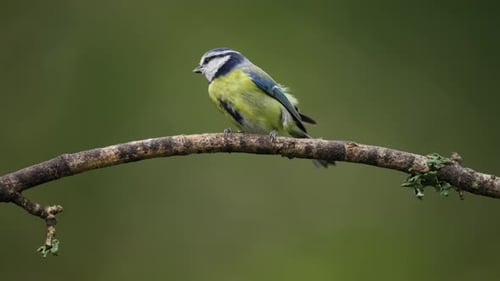 Close up static shot of a Eurasian Blue tit flying up to a branch, looks around, then flys off, slow