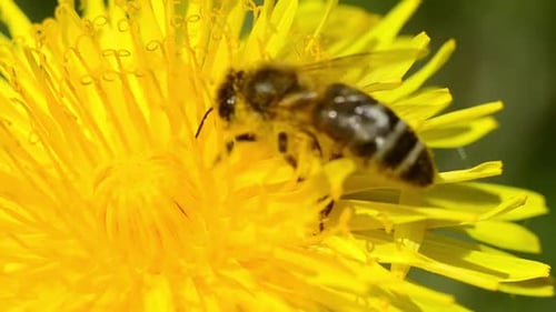 Fuzzy Bee Collecting Pollen on Yellow Dandelion Flower