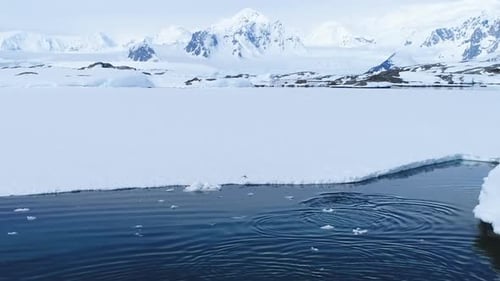 Penguins on Antarctic Ice Floe in Winter Landscape