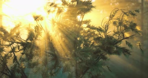 Sunlight Filtering Through Pine Tree Branches in Tranquil Forest Setting