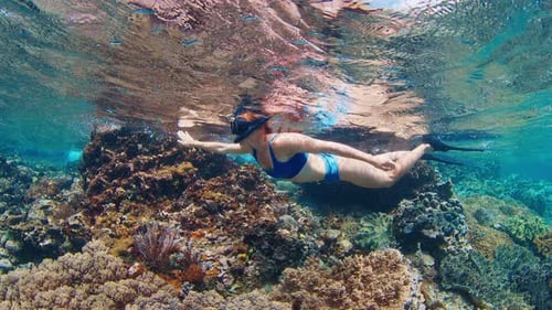 Woman in blue swimsuit snorkeling in the shallow area of tropical sea and slowly swims
