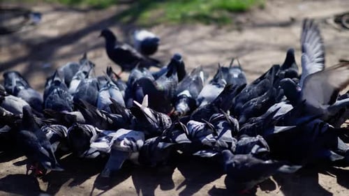 Closeup View of a Dense Flock of Pigeons Gathering and Pecking at Scattered Food on a Sunlit Dirt
