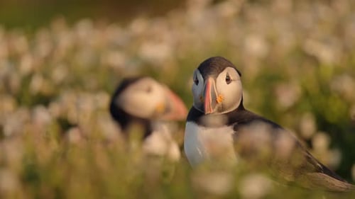 Low Angle UK Birds Close Up of Puffin in Golden Light, Atlantic Puffin Close Up with Grass and Flowe