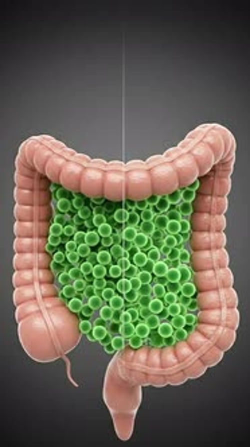 Gut Bacteria - Microbiome Balance Vs. Dysbiosis 3D Medical Animation | Manestream Den