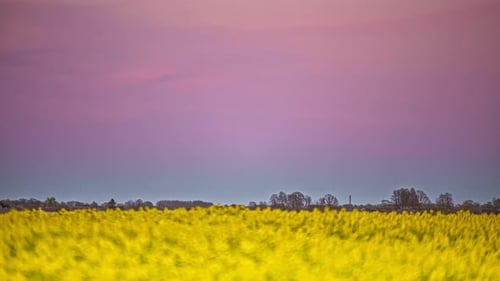 Blood full moon appearing in sky at nightfall. Yellow flowery spring field. timelapse