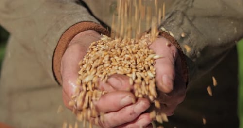 Grains Pouring Into Cupped Hands