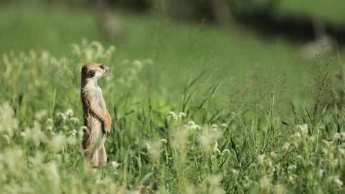 Weitwinkelaufnahme eines Erdmännchens, das auf der grünen Wiese des Kgalagadi Transfrontier Parks steht und nachschaut