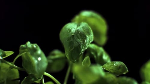 Water Droplets Falling onto Green Basil Leaves
