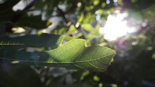 A fig leaf closeup with the sun in background.