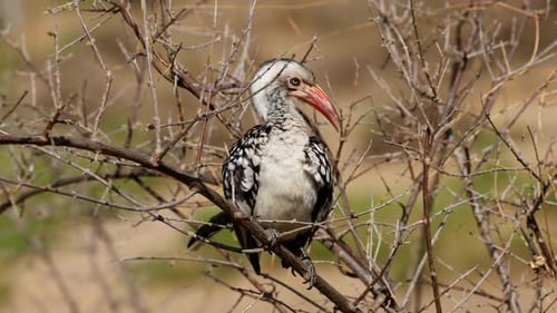 Red Billed Hornbill On A Branch, Kruger National Park