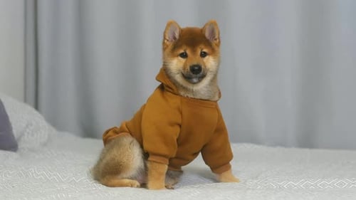 Charming Shiba Inu Puppy Wearing Orange Hoodie