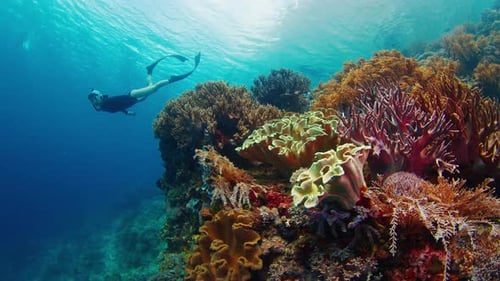 Young woman swims underwater near the vivid coral reef. Freediver glides near the vivid coral reef