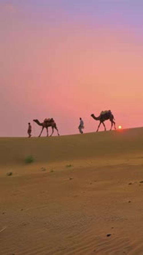 Cameliers indiens, conducteurs de chameaux avec des chameaux dans les dunes du désert du Thar au coucher du soleil, Rajasthan, Inde