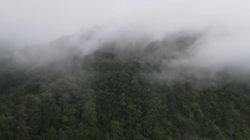Aerial footage of spruce forest trees on the mountain hills at misty day