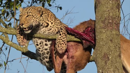 Leopard protecting his prey Antelope up high on a tree top