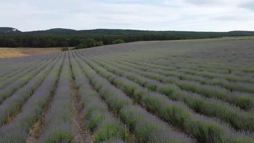 Aerial Lavender Fields Endless Rows of Blooming Lavender Fields on Summer Sunset Time Lavender Oil