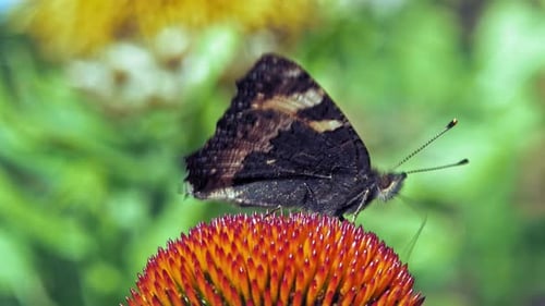 Macro shot of orange Small tortoiseshell butterfly collecting nectar from red flower on green backgr