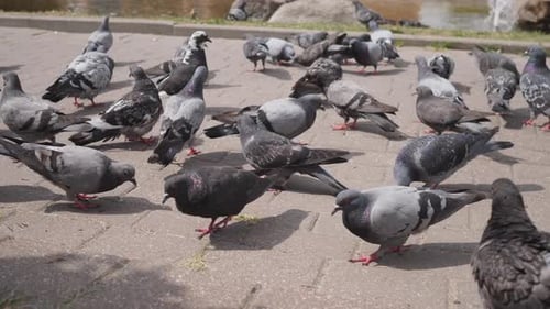 Alimentando a las palomas de la ciudad en la acera