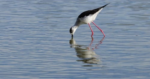 Schwarzflügelstelze (Himantopus himantopus), Camargue, Frankreich