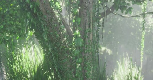 Lush Greenery and Sunlight Filtering Through Trees in a Tranquil Forest Setting