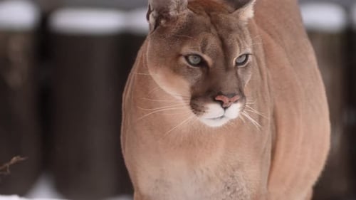 Canadian Cougar Hunts Through Snowy Canadian Forest During Winter Morning Snowfall