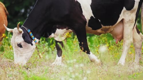 Black and White Cow Grazing in Green Pasture