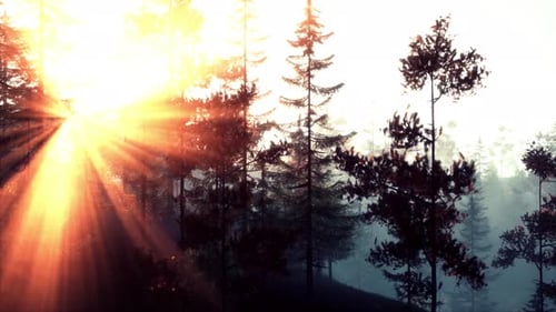 Sunlight Streaming Through the Trees in a Beautiful Forest