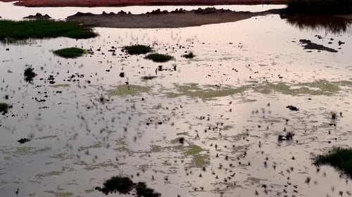Aerial view of sandpipers flock on mudflat marsh