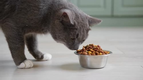 Grey Cat Eating Food from Silver Bowl