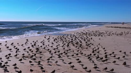 A low angle view of a large flock of sandpipers sunbathing on an empty beach on a sunny day. The dro