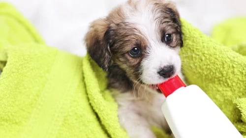 cachorro envuelto en una toalla sentado en la cama después de bañarse
