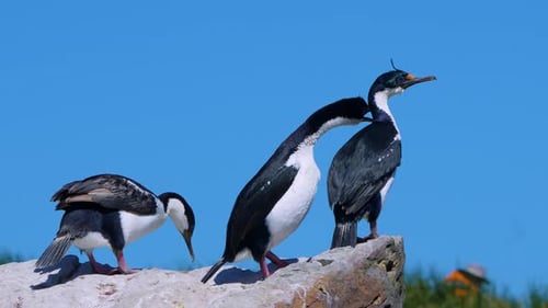 Turistas do Imperial Shags Turismo de Vida Selvagem nas Ilhas Malvinas em Nova Ilha.