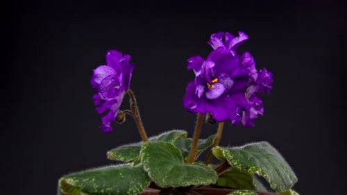 Violet Flower - 4K