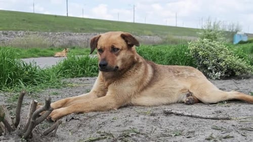 Streunender Hund liegt in Frühlingsnahaufnahme auf dem Boden
