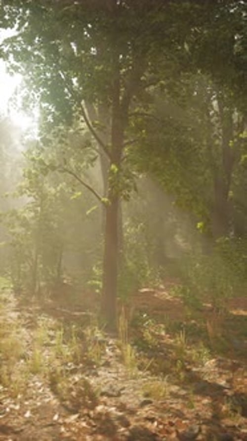 Sunlight Filters Through Tall Trees in a Serene Forest Setting