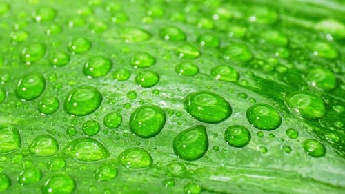 A macro video captures the sparkling water drops on wet green leaves.