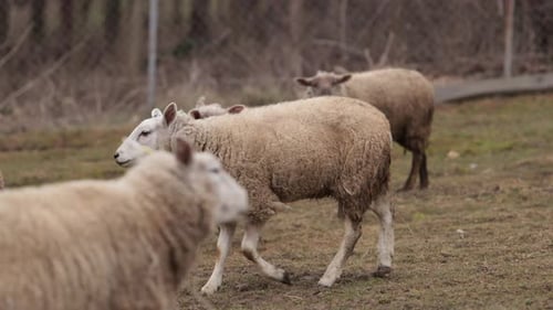 Sheep Grazing Pastoral Scene Sheep Field